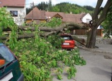 Kwikfynd Tree Cutting Services
darkan